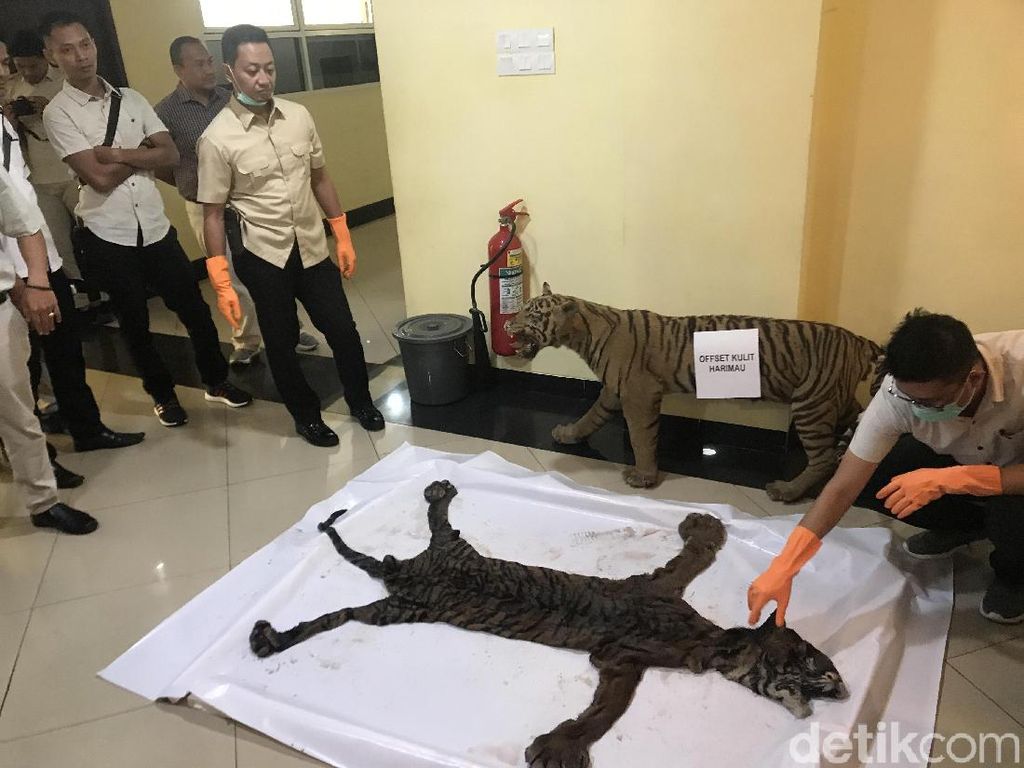 Polisi Bongkar Perdagangan Kulit Harimau di Sumbar Polisi Bongkar Perdagangan Kulit Harimau di Sumbar