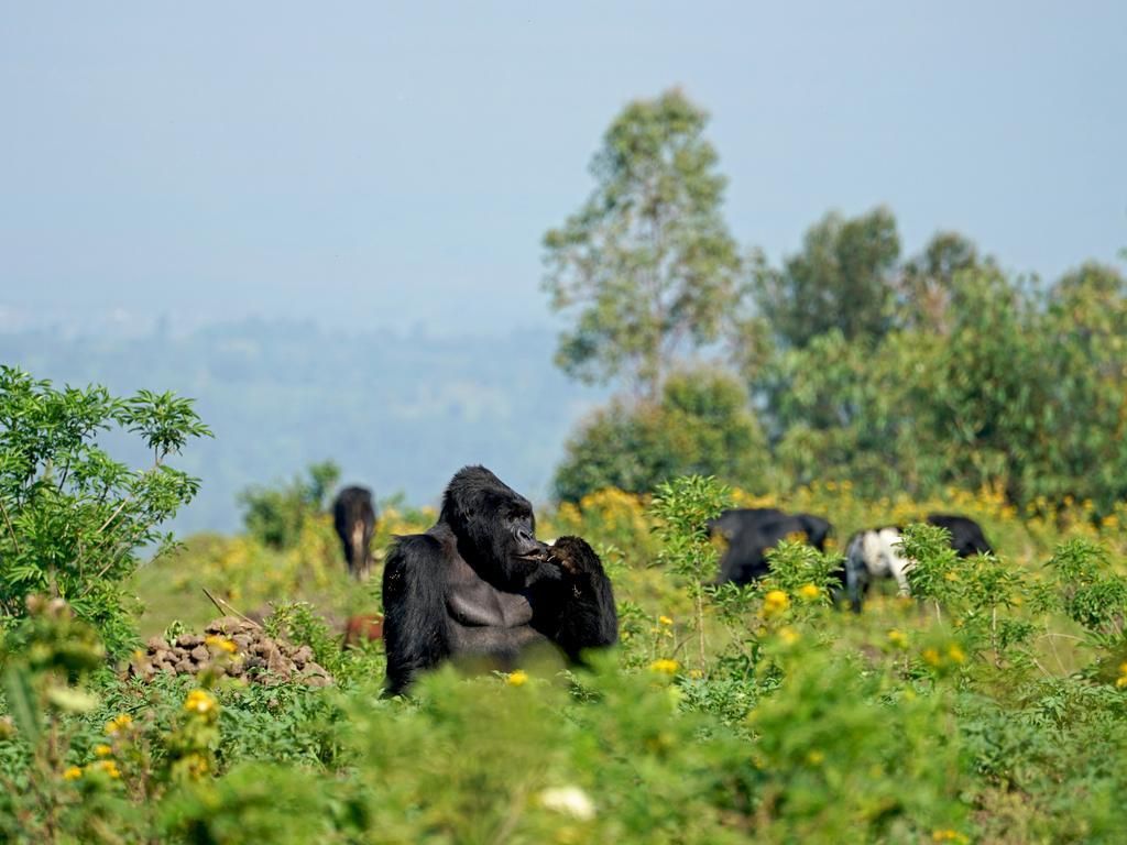 Foto: Tempat Gorila Sadar Kamera yang Viral