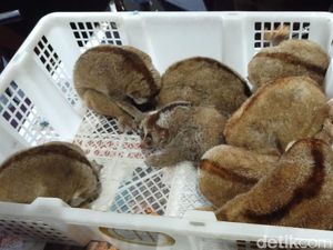 Jual 8 Ekor Kukang di Pasar Hewan Palembang, Santi Ditangkap