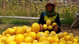 Petani Milenial Panen Melon