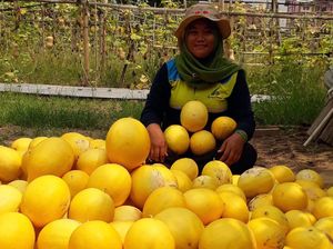Petani Milenial Panen Melon