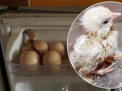 Simpan Telur di Kulkas, Wanita Ini Temukan Anak Ayam yang Menetas