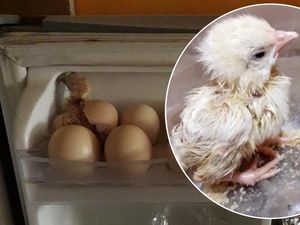 Simpan Telur di Kulkas, Wanita Ini Temukan Anak Ayam yang Menetas Simpan Telur di Kulkas, Wanita Ini Temukan Anak Ayam yang Menetas