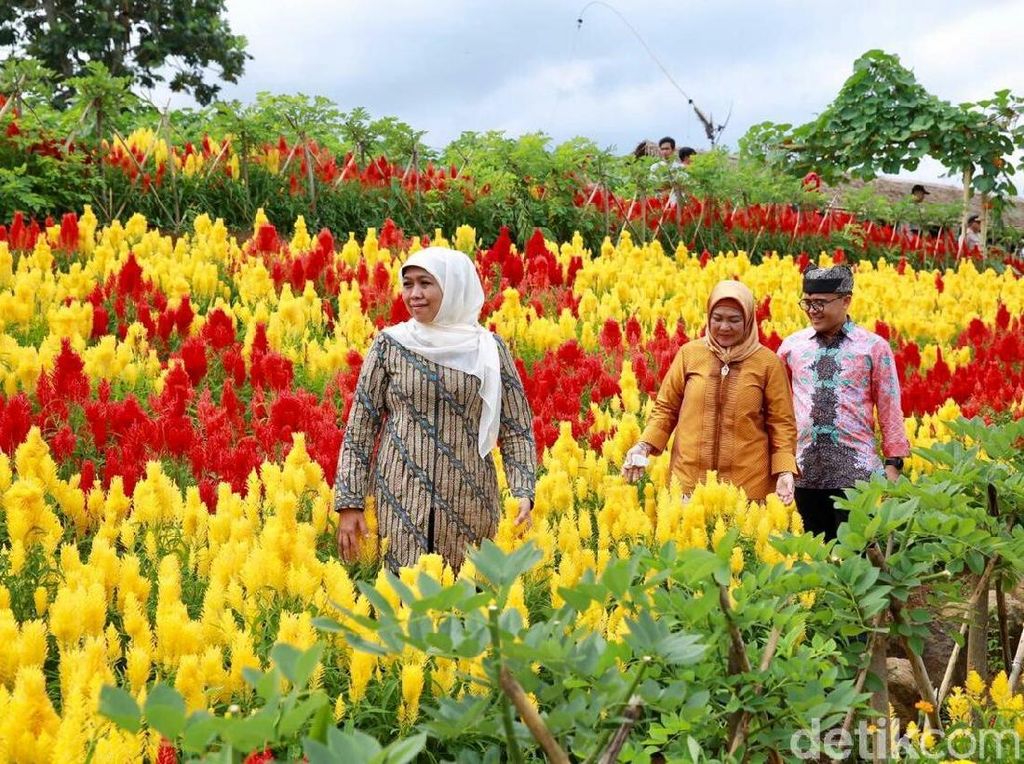 Khofifah Terpesona Destinasi Agrowisata Instagramable di Banyuwangi Khofifah Terpesona Destinasi Agrowisata Instagramable di Banyuwangi