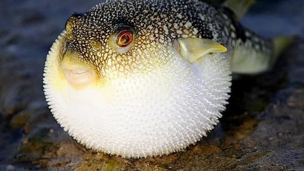 Harus Tajir Kalau Mau Cicip 8 Seafood Termahal di Dunia