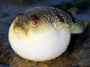 Harus Tajir Kalau Mau Cicip 8 Seafood Termahal di Dunia Harus Tajir Kalau Mau Cicip 8 Seafood Termahal di Dunia