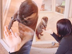 Ada Kafe Berang-berang di Jepang yang Dicurigai Merupakan Satwa yang Dilindungi Ada Kafe Berang-berang di Jepang yang Dicurigai Merupakan Satwa yang Dilindungi