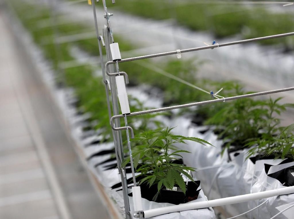 Negara-negara yang Legalkan Ganja Medis, Malaysia Menyusul? Negara-negara yang Legalkan Ganja Medis, Malaysia Menyusul?