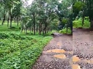 Video: Deg-degan! Saat Petugas Logistik Pemilu Dihadang Babi Hutan