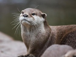 Alasan Berang-berang Membangun Bendungan, Bukan untuk Tempat Tinggal Lho