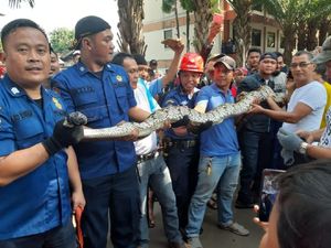 Ular Sanca 4 Meter Dievakuasi dari Kompleks Perumahan di Pasar Rebo