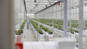 Transformasi Bisnis Ganja, Dulu Ilegal Kini Bernilai Triliunan