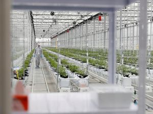 Transformasi Bisnis Ganja, Dulu Ilegal Kini Bernilai Triliunan