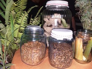 Kresss! Renyahnya Keripik Ulat dan Sarang Semut