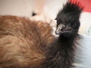 Paku dan Sekrup Dikeluarkan dari Perut Seekor Emu di Brisbane