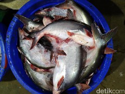 Catat! Ini Seafood yang Selalu Ada di Pasar Ikan Modern Muara Baru