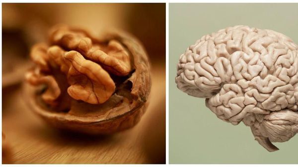 Mirip Otak dan Tulang, Makanan Ini Persis Bagian Tubuh Manusia