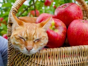 Ini Daikichi dan Fuku-chan, 2 Kucing Traveler Saat Foto Bareng Buah