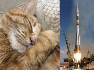 RIP Pikachu, Abu Kremasinya Akan Disebar di Luar Angkasa