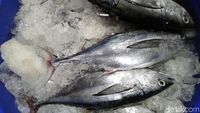 Seperti Ini Ikan dan Seafood Segar yang Dijual di Pasar Ikan Muara Baru
