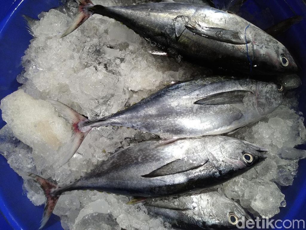 Seperti Ini Ikan dan Seafood Segar yang Dijual di Pasar Ikan Muara Baru