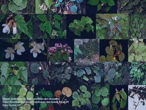 689 Jenis Flora Terancam Punah, Apa Penyebabnya?