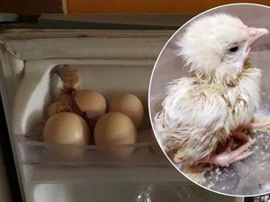 Ini 5 Kisah Telur yang Disimpan dan Tiba-Tiba Menetas Ini 5 Kisah Telur yang Disimpan dan Tiba-Tiba Menetas