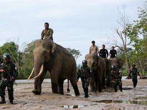 Ketika Gajah Ikut Patroli Hutan di Aceh