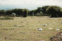 Setelah Festival Pesona Tambora, Savana Cantik Ini Penuh Sampah