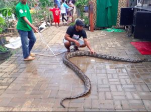 Waduh, 14 Ular Sanca Lepas Akibat Meluapnya Sungai Cikeas