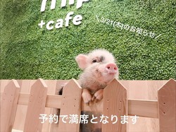 Santai di Kafe Tokyo Bisa Minum Teh Bareng Babi-babi Imut