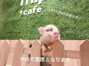 Santai di Kafe Tokyo Bisa Minum Teh Bareng Babi-babi Imut Santai di Kafe Tokyo Bisa Minum Teh Bareng Babi-babi Imut