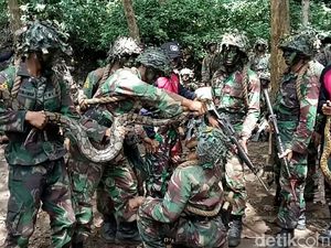 Menengok Pendidikan Komando TNI AL: Latihan Perang Hingga Makan Ular