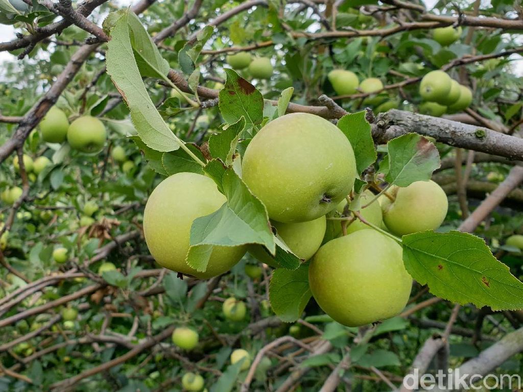 Ini Pilihan Agrowisata Petik Apel Tradisional di Batu Ini Pilihan Agrowisata Petik Apel Tradisional di Batu