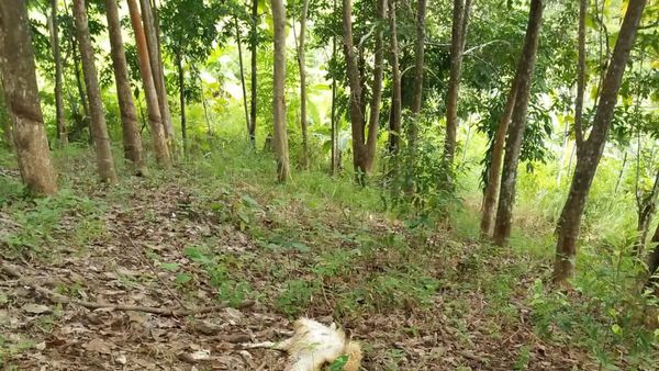 Potret Domba-domba Mati Bergelimpangan Dimangsa Macan Tutul Lebak