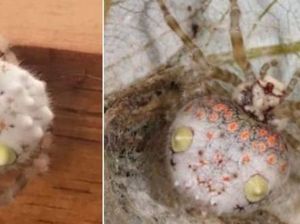 Pria Ini Temukan Laba-laba Unik yang Mirip Seperti Sushi