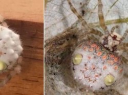 Pria Ini Temukan Laba-laba Unik yang Mirip Seperti Sushi