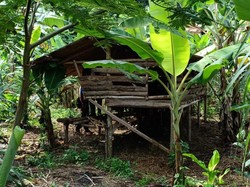 Macan Tutul Mangsa Ternak, Warga Lebak Resah