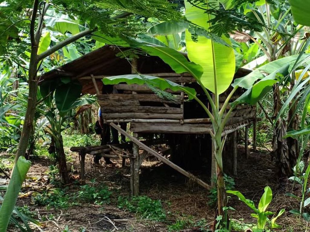 Macan Tutul Mangsa Ternak, Warga Lebak Resah Macan Tutul Mangsa Ternak, Warga Lebak Resah