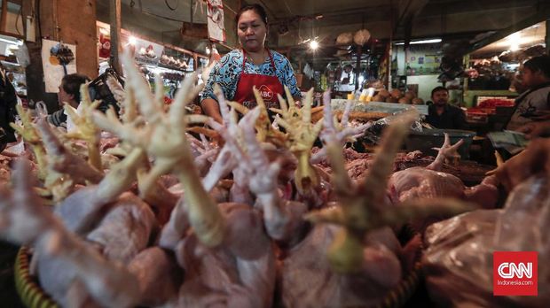 Jeritan Peternak di Tengah Anjloknya Harga Ayam