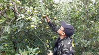 Potret Agrowisata Petik Apel Tradisional di Batu