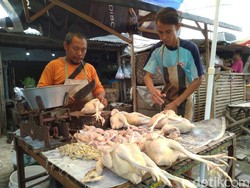 Harga Ayam Potong Naik, Pedagang Keluhkan Laba Turun 50 Persen