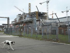 Gen Anjing di Chernobyl Berubah, Tidak Seperti Pada Umumnya Gen Anjing di Chernobyl Berubah, Tidak Seperti Pada Umumnya