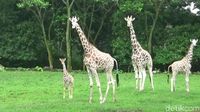 Foto: Azzanti, Bayi Jerapah Lucu di Taman Safari Prigen