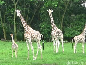 Gemas Banget! Taman Safari Prigen Punya Bayi Jerapah Baru Gemas Banget! Taman Safari Prigen Punya Bayi Jerapah Baru