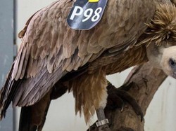 Deretan Hewan yang Pernah Dituduh Mata-mata Asing