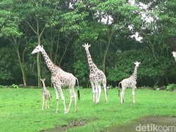 Kenapa Jerapah Punya Leher Panjang? Ternyata Ini Fungsinya