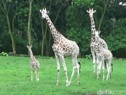 7 Hewan Ini Beneran Nggak Tidur? Ini Penjelasannya