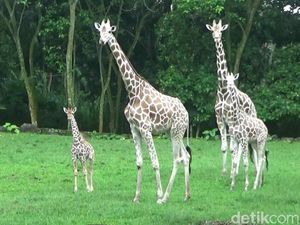 7 Hewan Ini Beneran Nggak Tidur? Ini Penjelasannya 7 Hewan Ini Beneran Nggak Tidur? Ini Penjelasannya