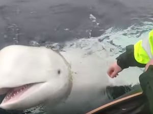 Kisah Paus dan Lumba-lumba Dipekerjakan Jadi Mata-mata